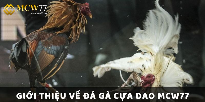 Giới Thiệu Về Đá Gà Cựa Dao Mcw77 Giới Thiệu Về Đá Gà Cựa Dao Mcw77