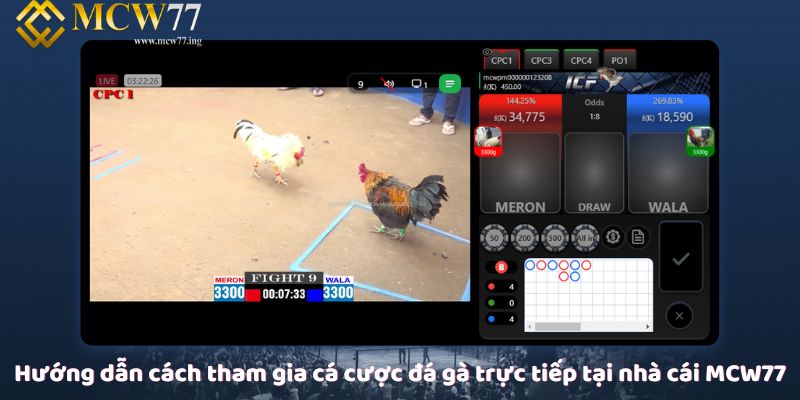 Hướng dẫn cách tham gia cá cược đá gà trực tiếp tại nhà cái MCW77 Hướng dẫn cách tham gia cá cược đá gà trực tiếp tại nhà cái MCW77