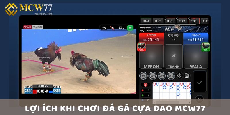 Lợi Ích Khi Chơi Đá Gà Cựa Dao Mcw77 Lợi Ích Khi Chơi Đá Gà Cựa Dao Mcw77