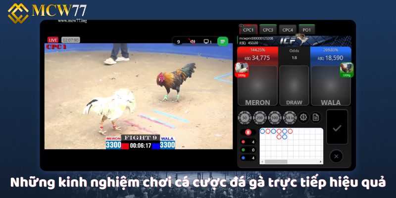 Những kinh nghiệm chơi cá cược đá gà trực tiếp hiệu quả Những kinh nghiệm chơi cá cược đá gà trực tiếp hiệu quả