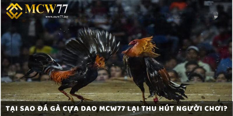 Tại Sao Đá Gà Cựa Dao Mcw77 Lại Thu Hút Người Chơi? Tại Sao Đá Gà Cựa Dao Mcw77 Lại Thu Hút Người Chơi?
