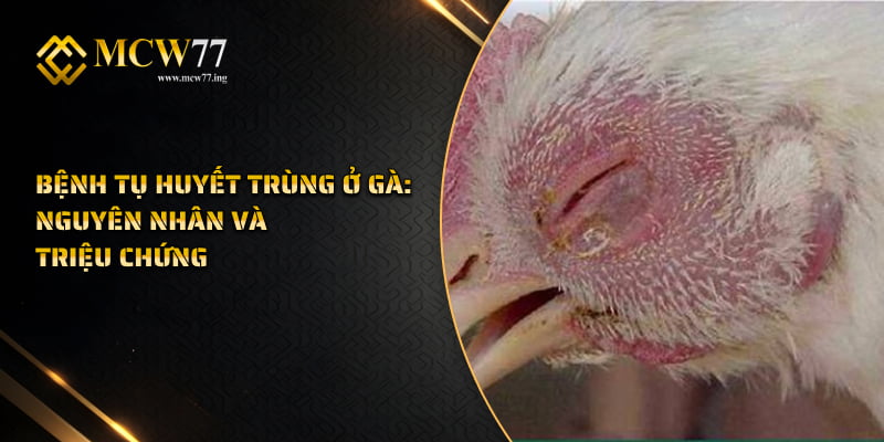 Bệnh tụ huyết trùng ở gà: Nguyên nhân và triệu chứng