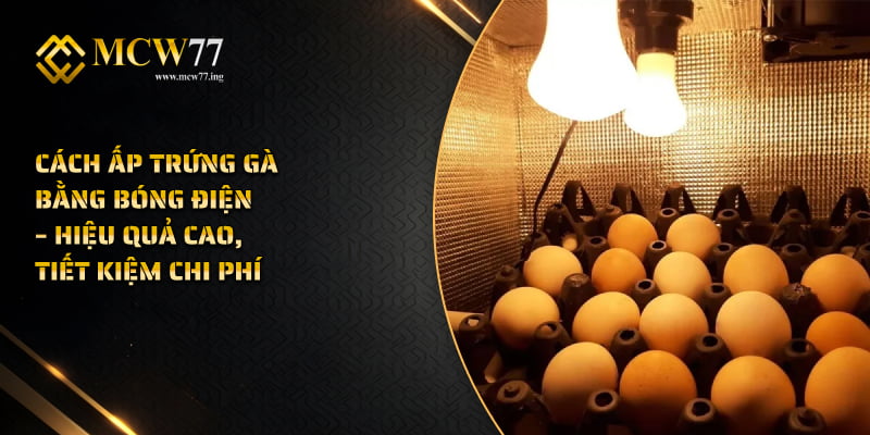 Cách Ấp Trứng Gà Bằng Bóng Điện – Hiệu Quả Cao, Tiết Kiệm Chi Phí