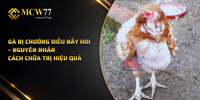 Gà bị chướng diều đầy hơi – Nguyên nhân cách chữa trị hiệu quả