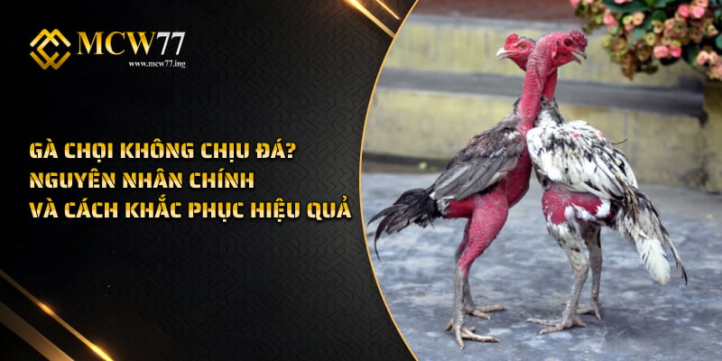 Gà chọi không chịu đá? Nguyên nhân chính và cách khắc phục hiệu quả