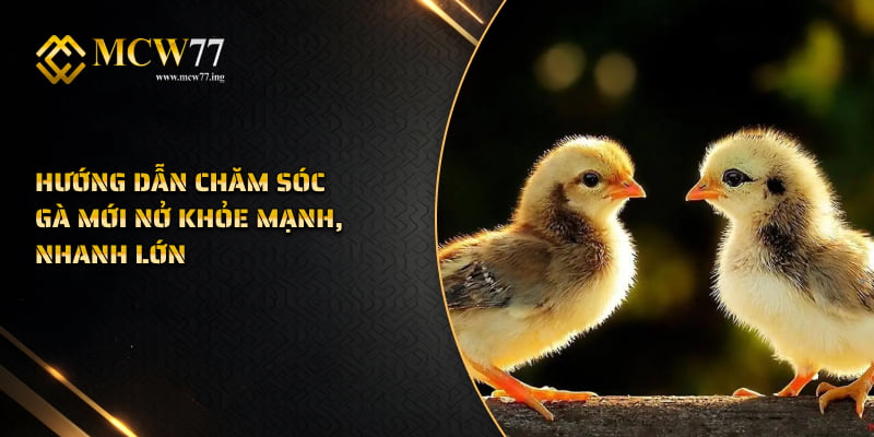 Hướng Dẫn Chăm Sóc Gà Mới Nở Khỏe Mạnh, Nhanh Lớn