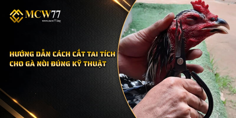 Hướng dẫn cách cắt tai tích cho gà nòi đúng kỹ thuật