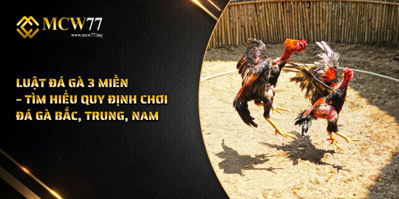 Luật Đá Gà 3 Miền Quy Định Chơi Đá Gà Bắc, Trung, Nam