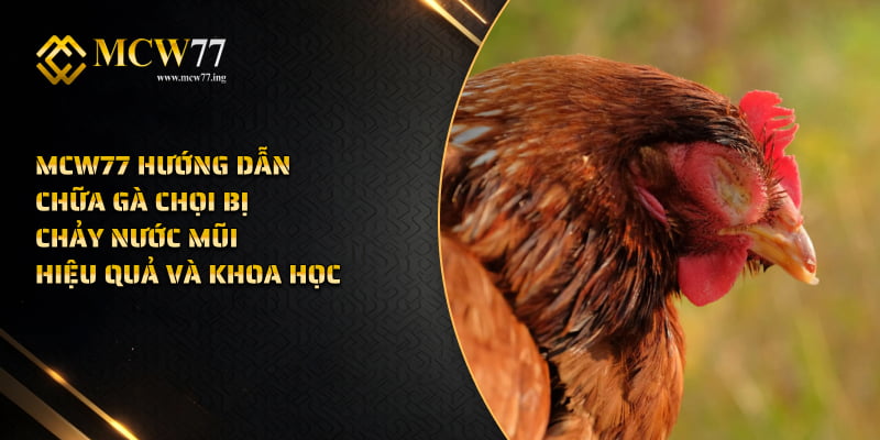 MCW Hướng Dẫn Chữa Gà Bị Xổ Mũi Hiệu Quả Và Khoa Học
