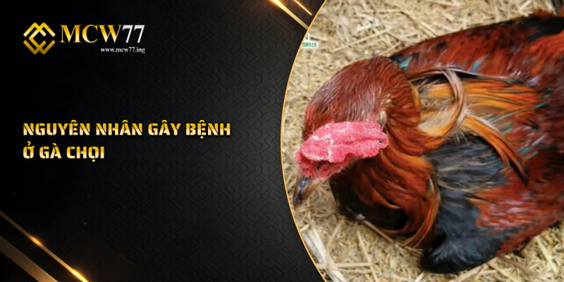 Nguyên nhân gây bệnh ở gà chọi