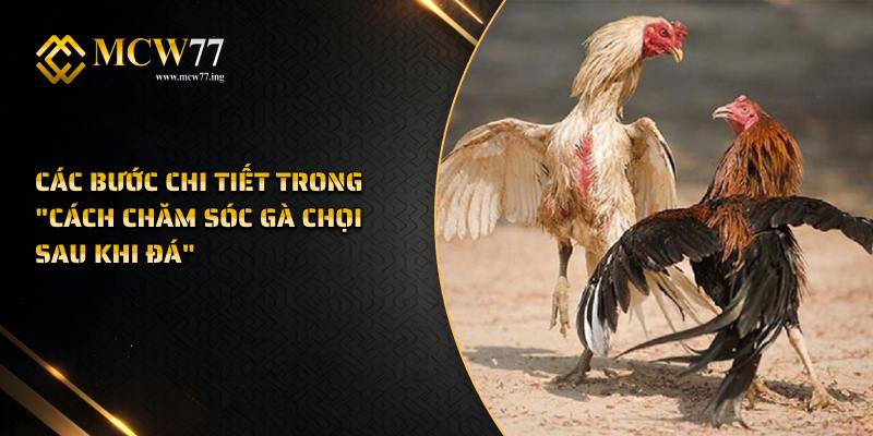 Các Bước Chi Tiết Trong "Cách Chăm Sóc Gà Chọi Sau Khi Đá"