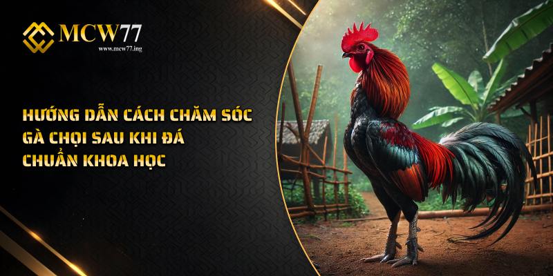 Cách Chăm Sóc Gà Chọi Sau Khi Đá Chuẩn Khoa Học