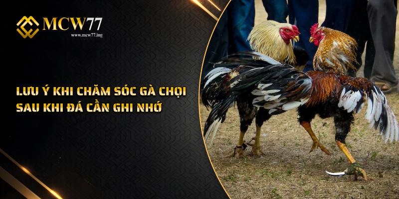 Lưu Ý Khi Chăm Sóc Gà Chọi Sau Khi Đá Cần Ghi Nhớ